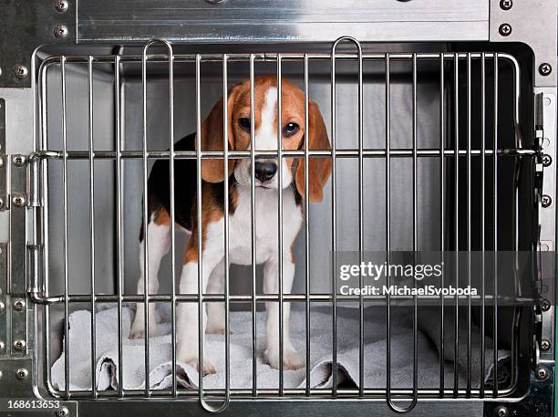 beagle - beagle stock pictures, royalty-free photos & images