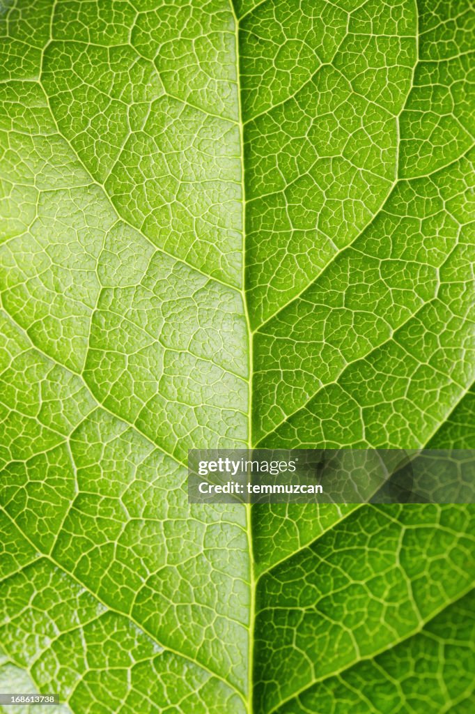 Leaf Series