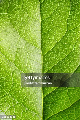 Leaf Series Leaf Series