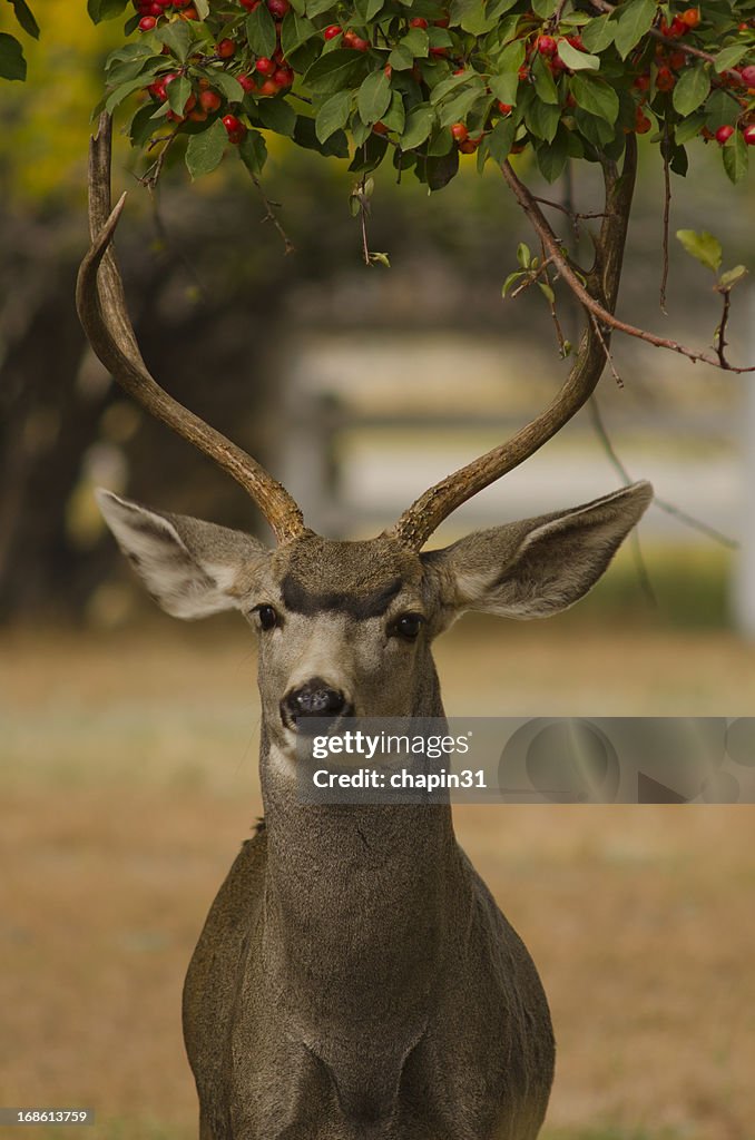 Mule Deer Buck and Crabapple Tree