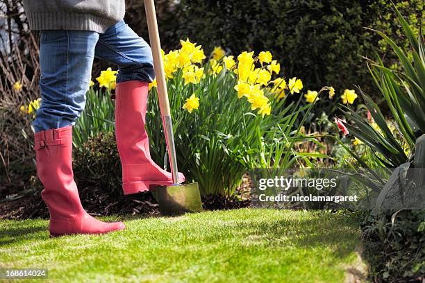 gardening - narcissen stockfoto's en -beelden