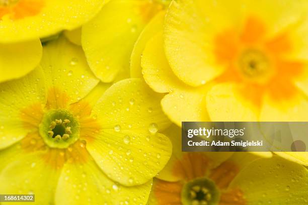 yellow primula - primula stock pictures, royalty-free photos & images