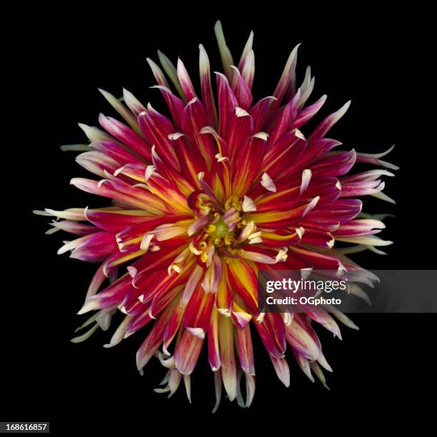 637点のダリア 黒背景のストックフォト Getty Images 637点のダリア 黒背景のストックフォト Getty Images