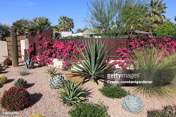 stunning succulent and cactus water conservation garden - landscaped stock pictures, royalty-free photos & images