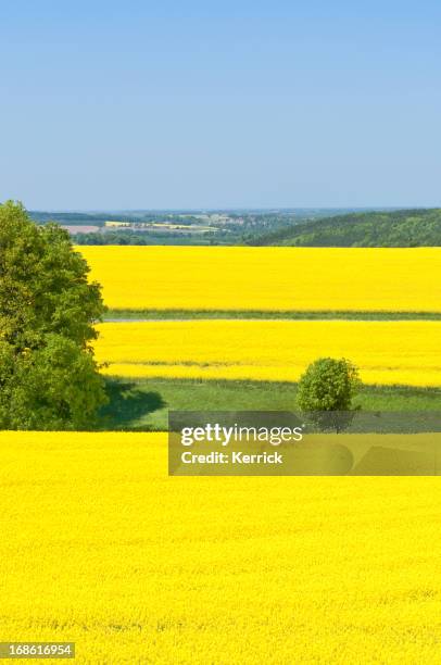 canola feld mit bäumen - thüringen landschaft stock-fotos und bilder