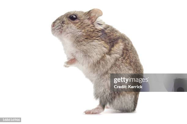 djungarian hamster - computermuis stockfoto's en -beelden
