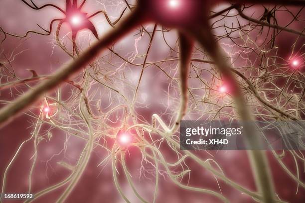 nervenzelle 3d biomedical illustration - neural network stock-fotos und bilder