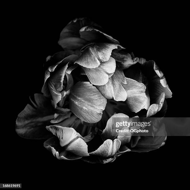 monochrome double tulip isolated against a black background - black and white plant stockfoto's en -beelden