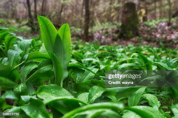 wilder knoblauch bärlauch - ramson stock-fotos und bilder