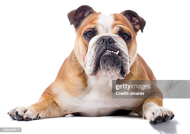 portrait of a english bulldog - bulldog stockfoto's en -beelden