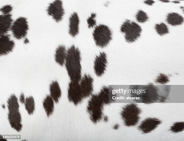 pele de dálmata - pelo de animal imagens e fotografias de stock