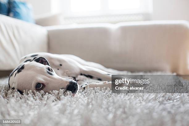 portrait of a dalmatian - lying down stock pictures, royalty-free photos & images