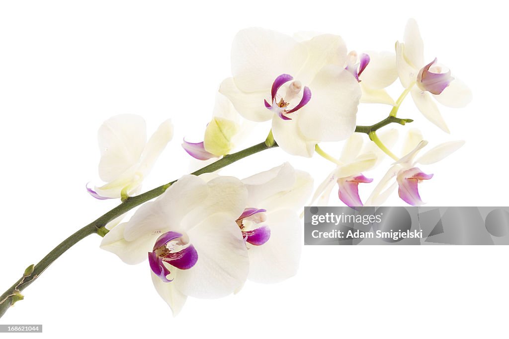 Orchid en blanco