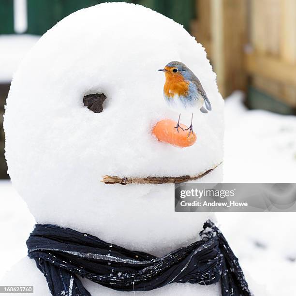 robin (erithacus rubecula) auf einem schneemann - funny snow stock-fotos und bilder