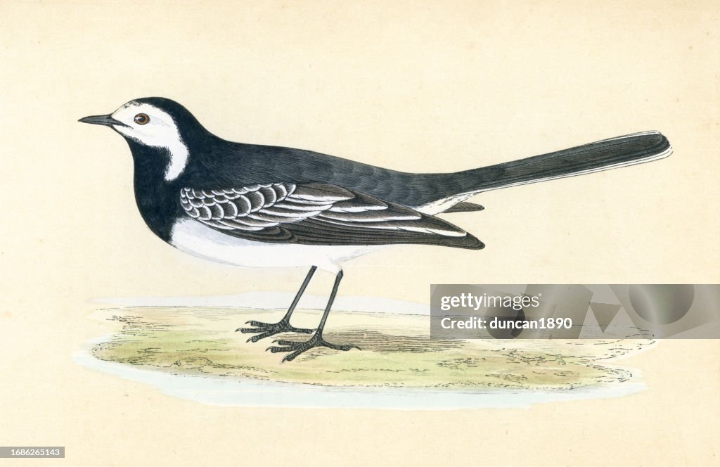 A almofa pied um subspiecies do White wagtail, Motacilla alba, Pássaros, Impressão de arte da vida selvagem
