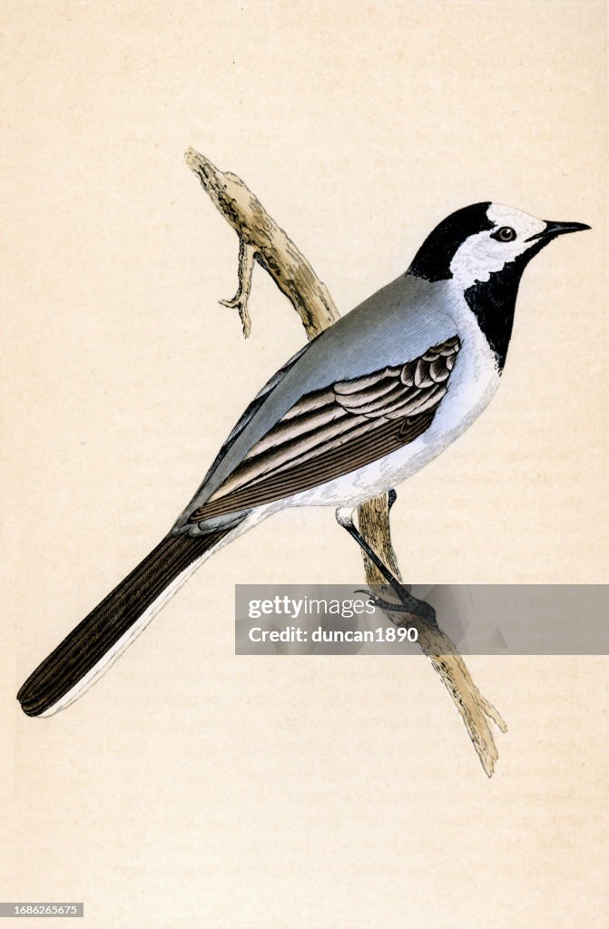 White wagtail, Motacilla alba, Birds, Wildlife art print a small passerine bird in the family Motacillidae