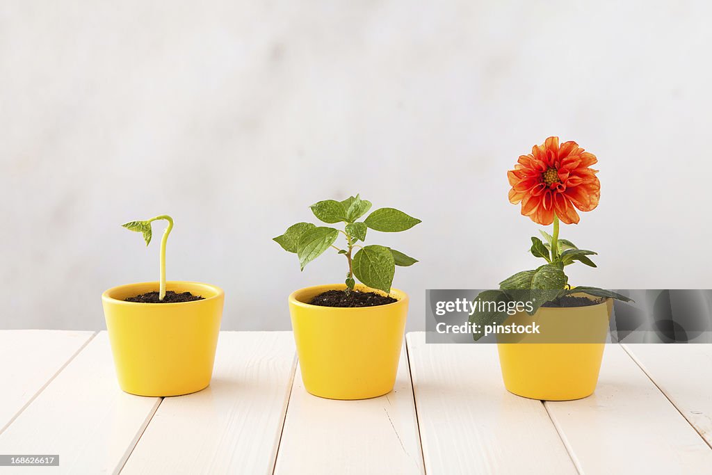 Three flower pots representing three stages of growth