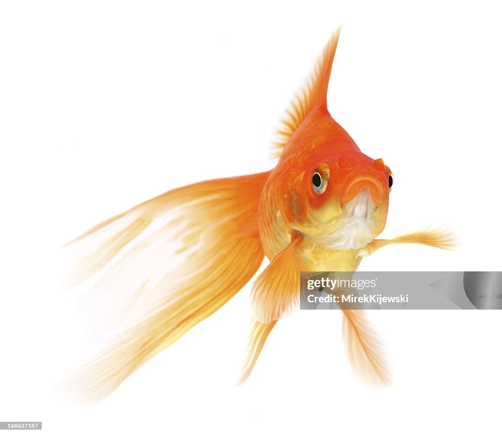 Goldfish on a white background