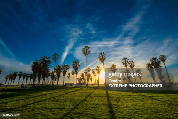 sunset on venice beach - southern california palm trees stock pictures, royalty-free photos & images