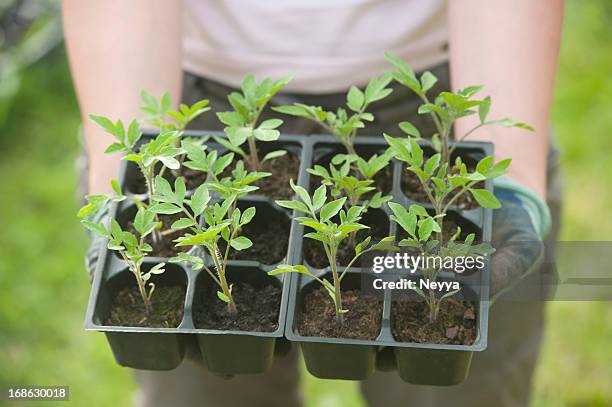 tomato seedlings - seedling stock pictures, royalty-free photos & images