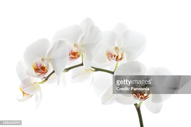orchid on white - white flower stock pictures, royalty-free photos & images