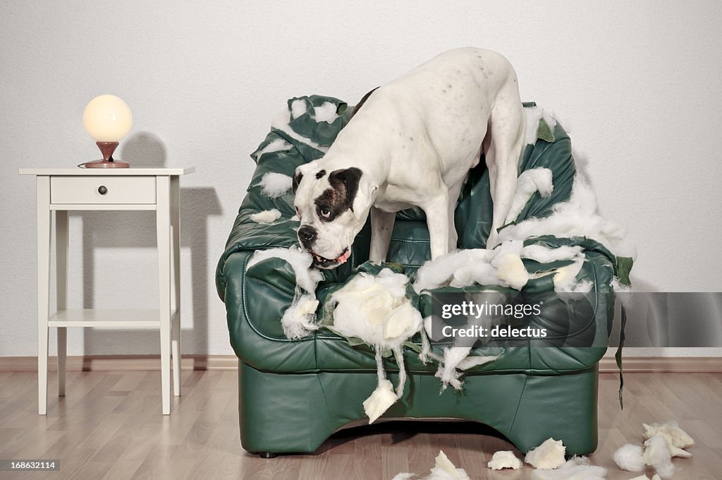 Perro Boxer destruye silla de cuero