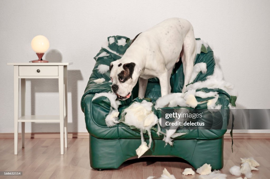 Perro Boxer destruye silla de cuero