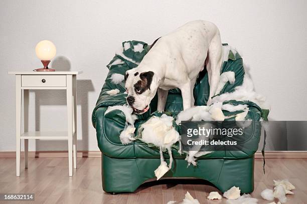 boxer cane distrugge sedia in pelle - distruzione foto e immagini stock