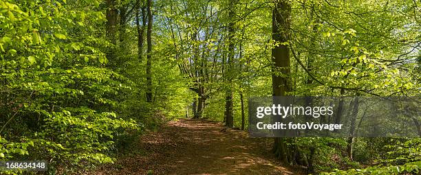 idyllic trail through vibrant green summer forest foliage panorama - glade stock pictures, royalty-free photos & images