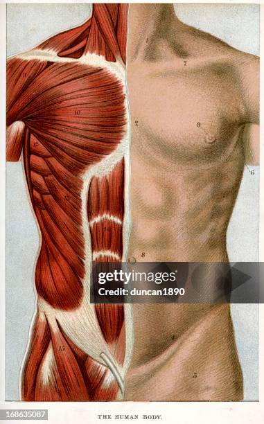 illustrations, cliparts, dessins animés et icônes de le corps humain - muscle humain