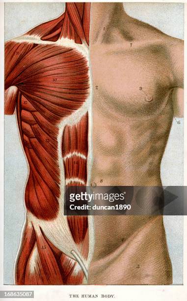人体の - 人の筋肉点のイラスト素材／クリップアート素材／マンガ素材／アイコン素材