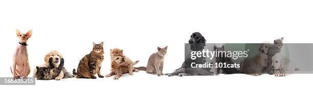 group of pets - ugly cat stockfoto's en -beelden