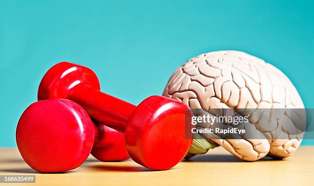 intellectual heavyweight! model brain with barbells - brain model stockfoto's en -beelden