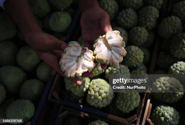 Palestinian farmers pick custard-apple, or Sugar-apple at their farm during harvest season in Gaza city on September 23, 2023.