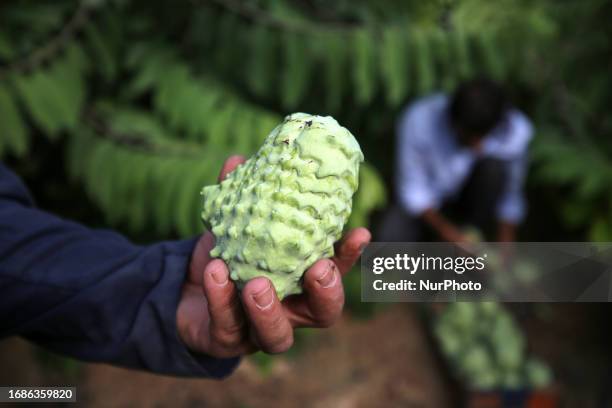 Palestinian farmers pick custard-apple, or Sugar-apple at their farm during harvest season in Gaza city on September 23, 2023.