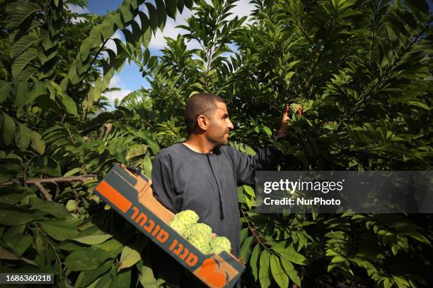 Palestinian farmers pick custard-apple, or Sugar-apple at their farm during harvest season in Gaza city on September 23, 2023.