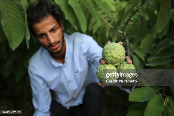 Palestinian farmers pick custard-apple, or Sugar-apple at their farm during harvest season in Gaza city on September 23, 2023.