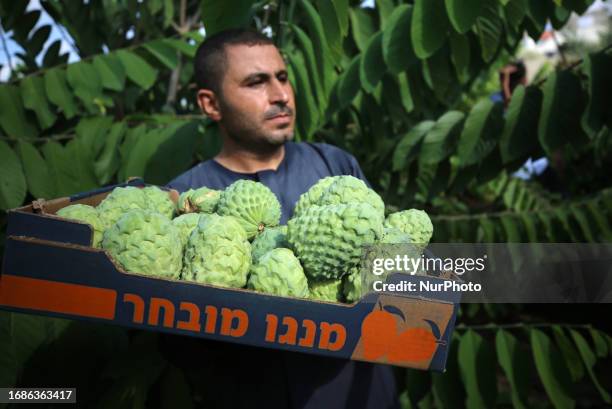 Palestinian farmers pick custard-apple, or Sugar-apple at their farm during harvest season in Gaza city on September 23, 2023.