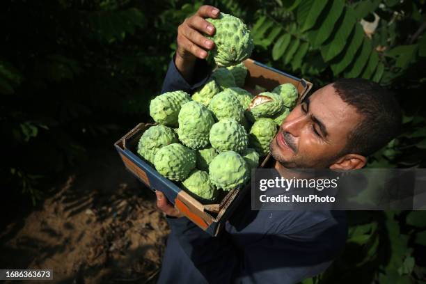 Palestinian farmers pick custard-apple, or Sugar-apple at their farm during harvest season in Gaza city on September 23, 2023.