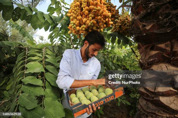 Palestinian farmers pick custard-apple, or Sugar-apple at their farm during harvest season in Gaza city on September 23, 2023.