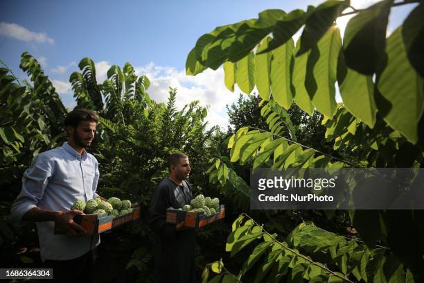 Palestinian farmers pick custard-apple, or Sugar-apple at their farm during harvest season in Gaza city on September 23, 2023.