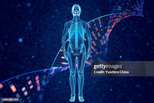 human bone full body and dna molecular structure - big data therapie stock-fotos und bilder