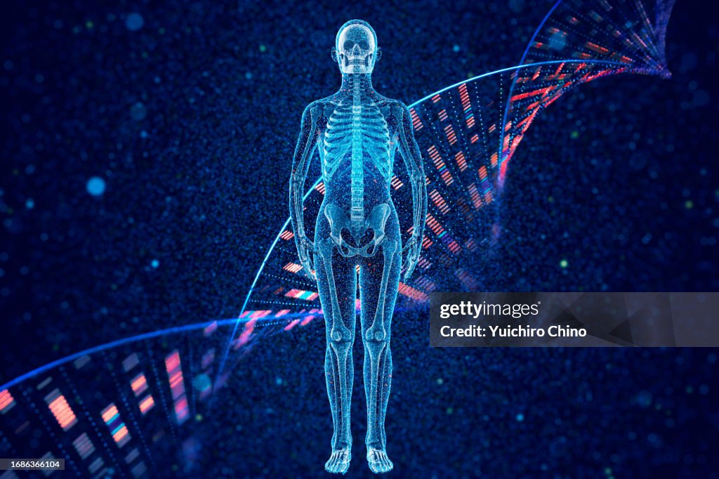 Human bone full body and DNA molecular structure