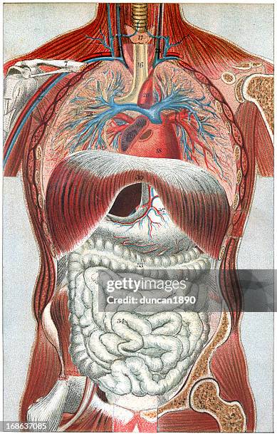 the human body - anatomy charts stock illustrations