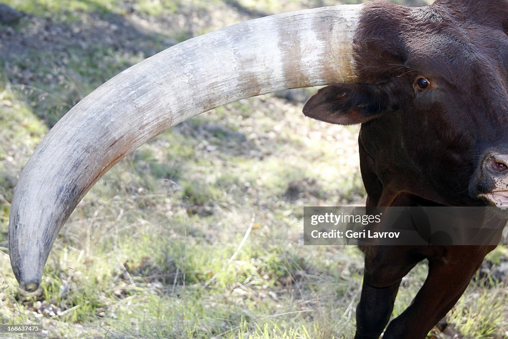 Watusi cattle