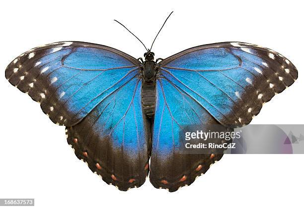 blue tropical butterfly on white - morpho butterfly stock pictures, royalty-free photos & images