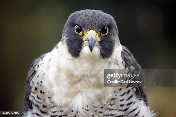peregrine falcon (closeup) - peregrine falcon stock-fotos und bilder