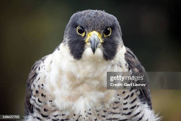 peregrine falcon (closeup) - peregrino fotografías e imágenes de stock