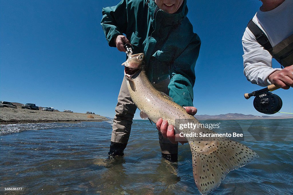 Big trout saved from close call with extinction
