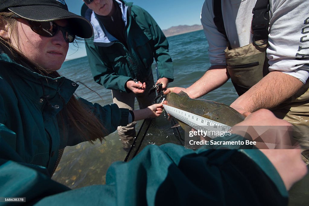 Big trout saved from close call with extinction
